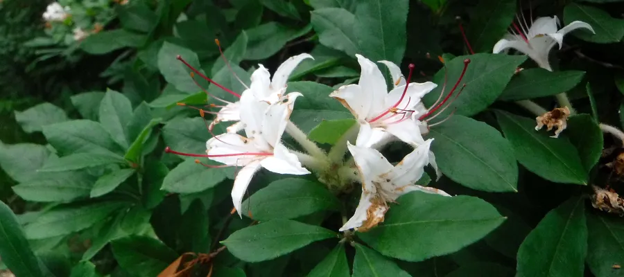 Flowers on Blood Mountain 