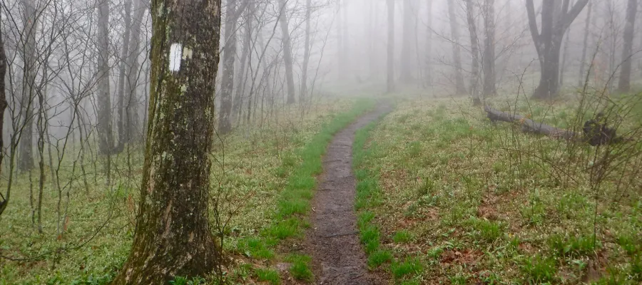 Misty Derrick Knob