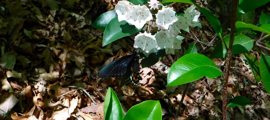 Butterfly on a rhododendron blossom