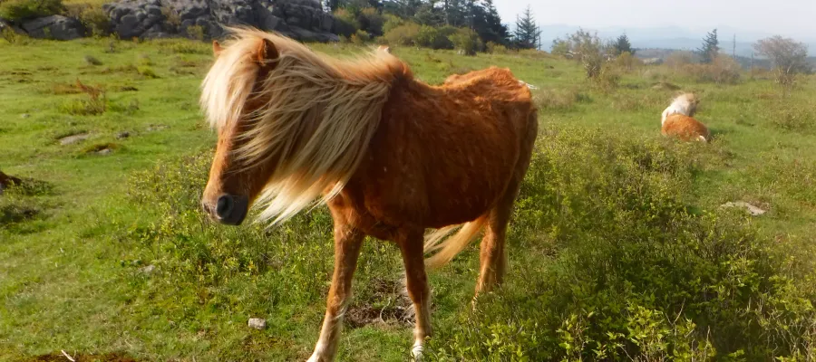 Wild pony in Grayson Highlands