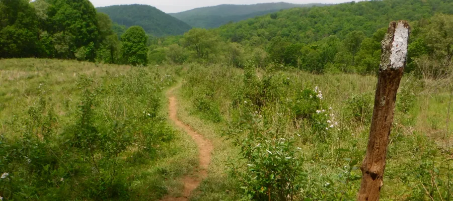 Trail through a meadow