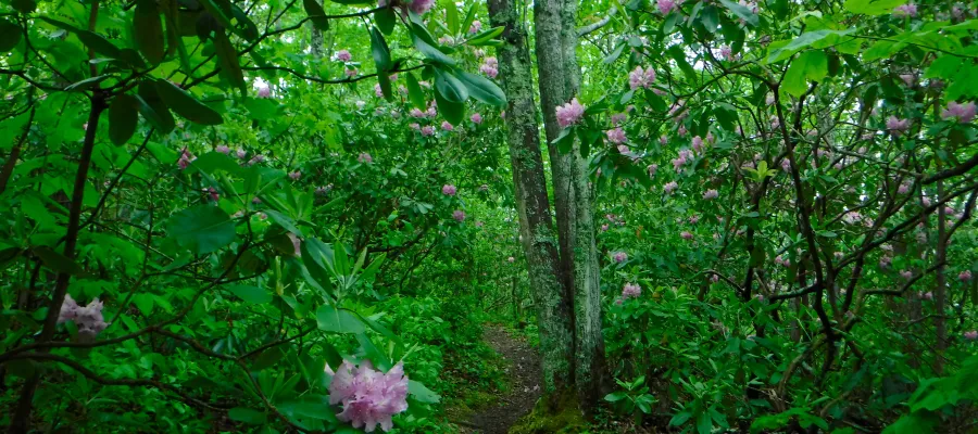 wet trail