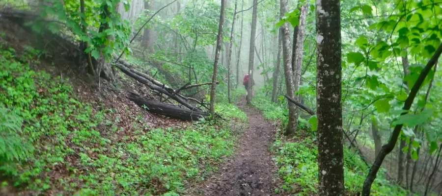 Foggy trail