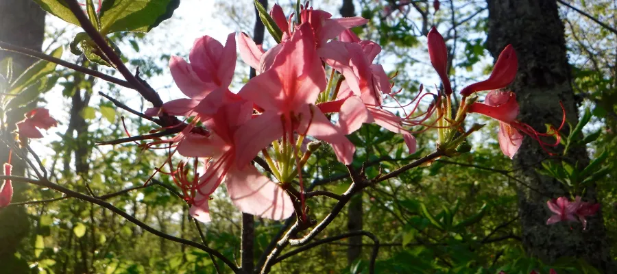 Pink azalea