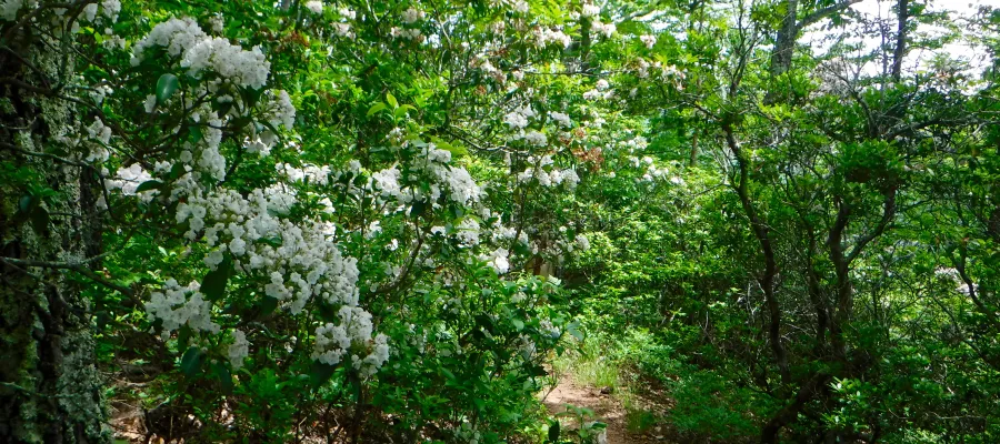 Mountain laurel on the trail