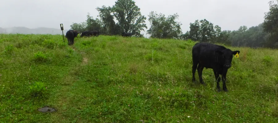 Cattle on the trail