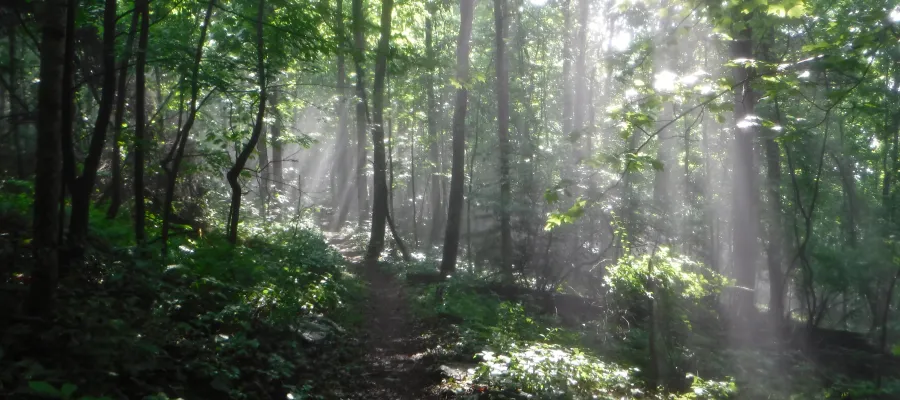 Sun filtering through trees