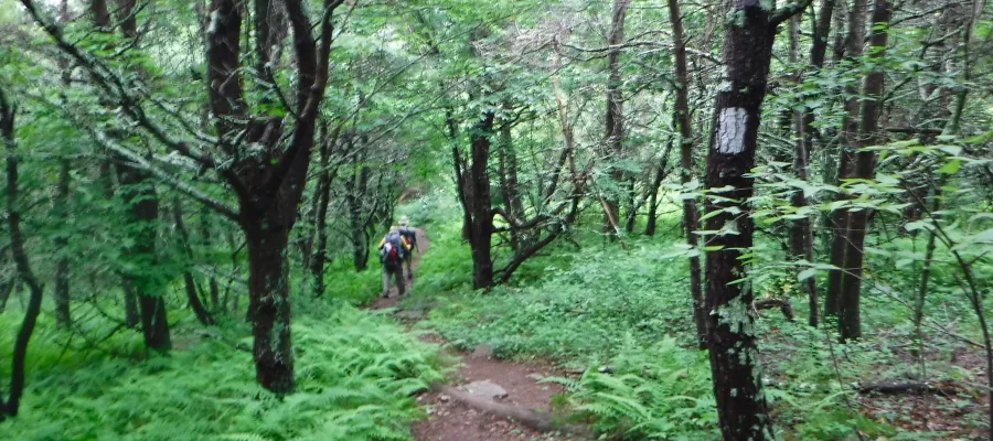 Trail on descent of Bear Den Mountain