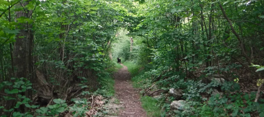 Bear on the Appalachian Trail in Shenandoah National Park