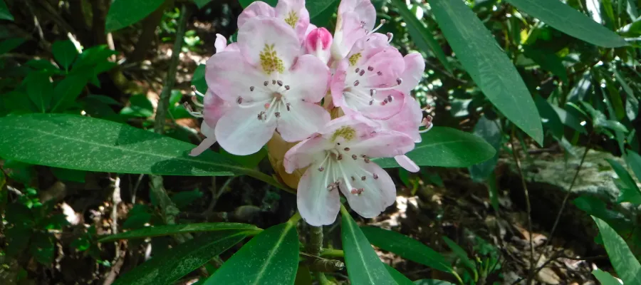 Rhododendron flower