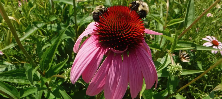 Bees on a purple coneflower