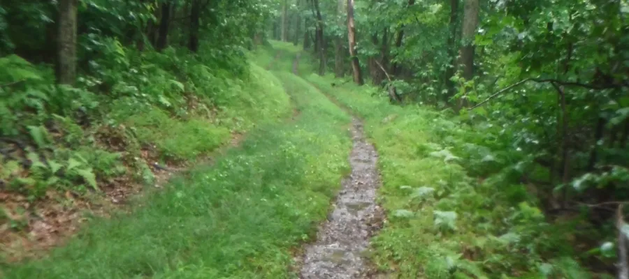 Rainy dirt road