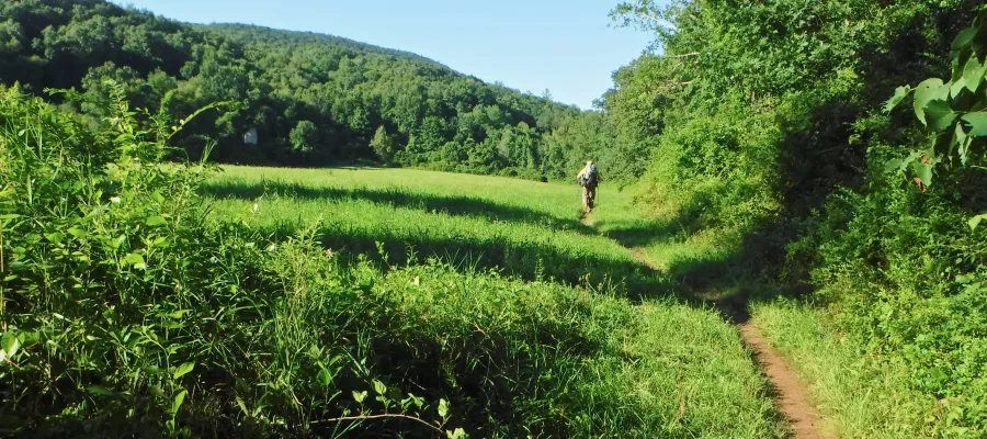 Stick walking in a meadow