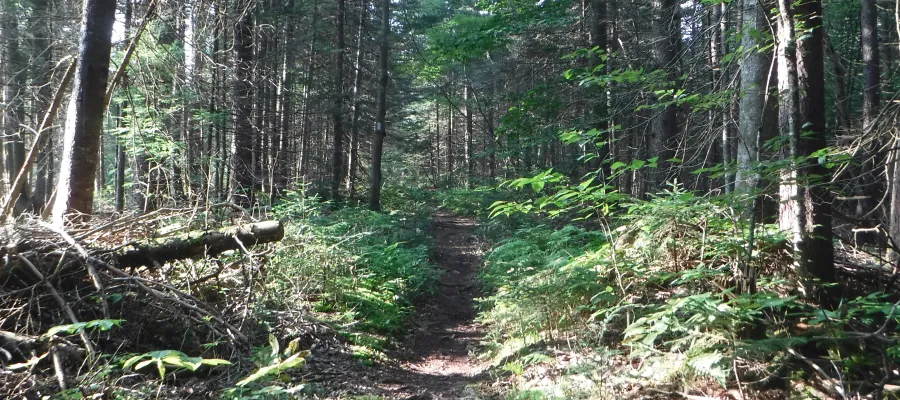 Trail leaving Ore Hill Campsite