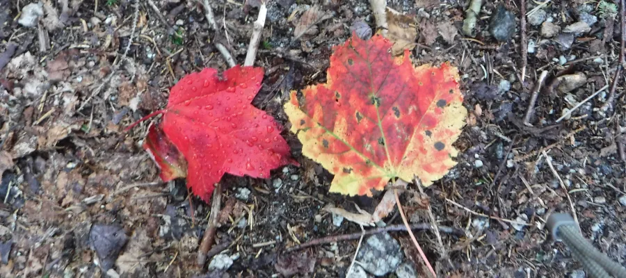 Red leaves