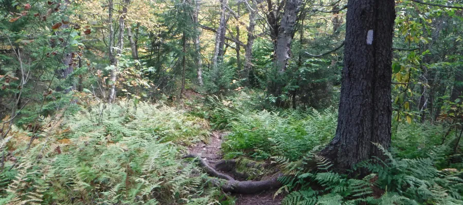Ferns on the trail