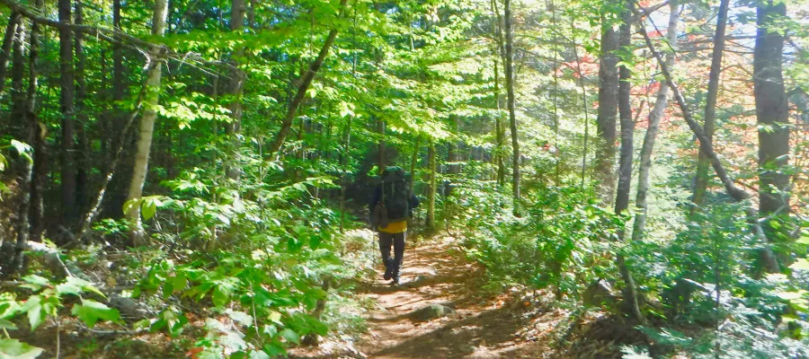 Tengo on the trail
