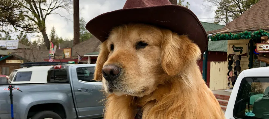 Mayor Max of Idyllwild
