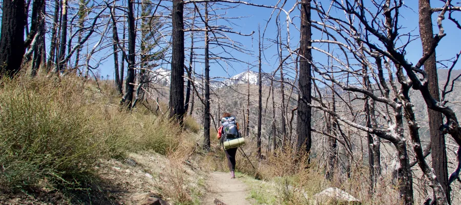 MJ follows trail through burnt trees