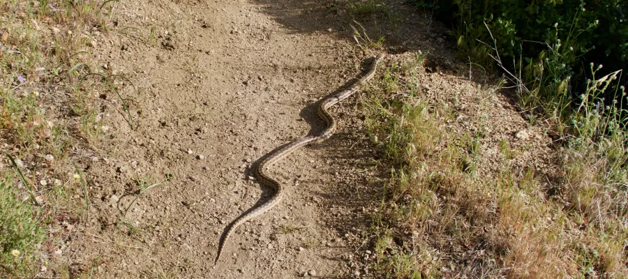Snake on the trail