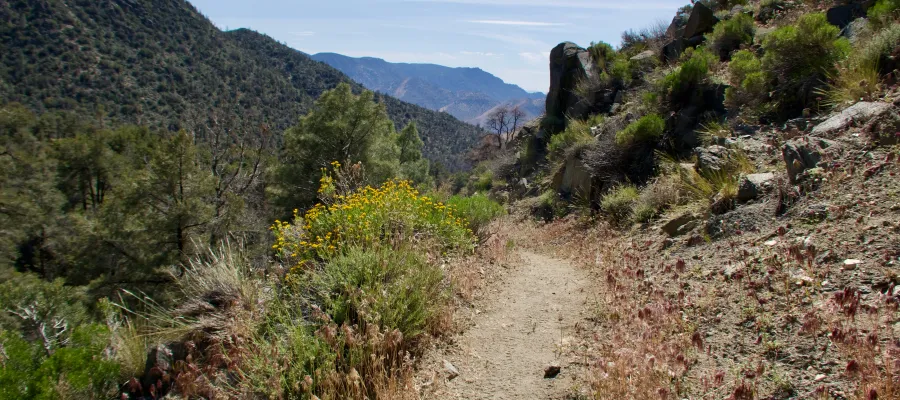 Smooth trail descending on the PCT
