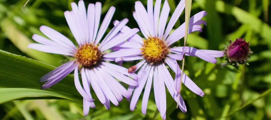 A bug walks across petals of two leafybract aster flowers