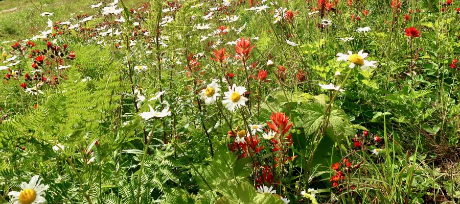 Field of flowers at Snoqualmie Pass