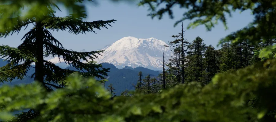 A view of Mount Rainier through an opening in trees