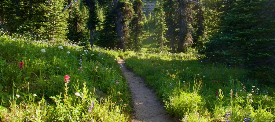 Wildflowers on the PCT