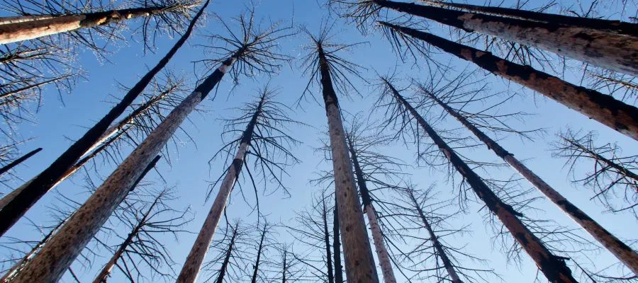 Tall, slender, burnt trees