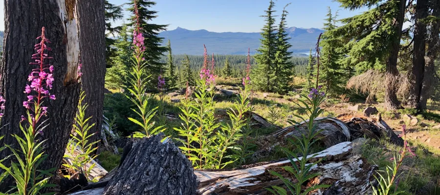Flowers with a view