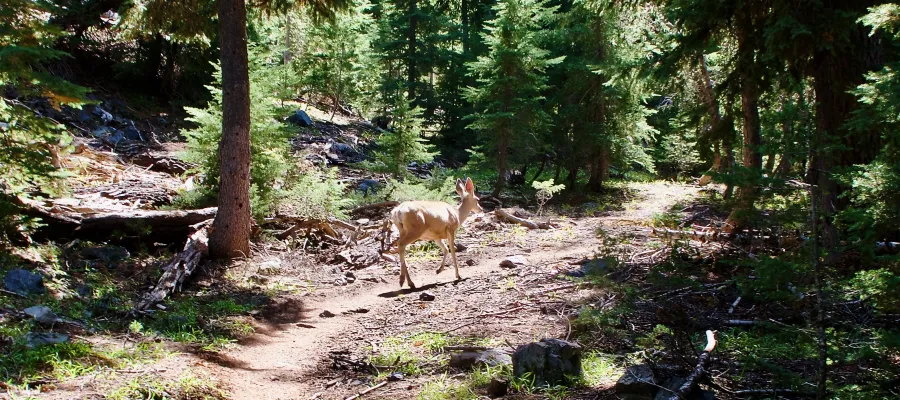 A mule deer walks along the Pacific Crest Trail
