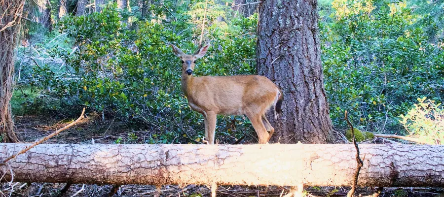 Mule deer