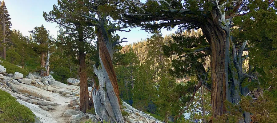 Twisted Sierra junipers