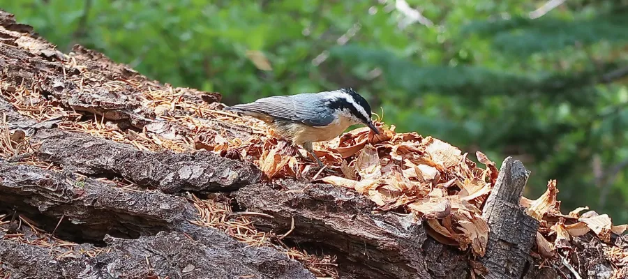 Red breasted nuthatch