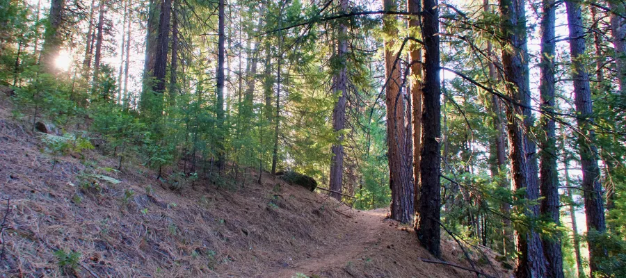 The PCT climbs through a forest