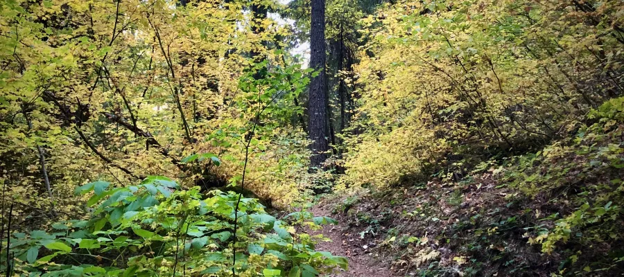 The PCT through trees with fall colors