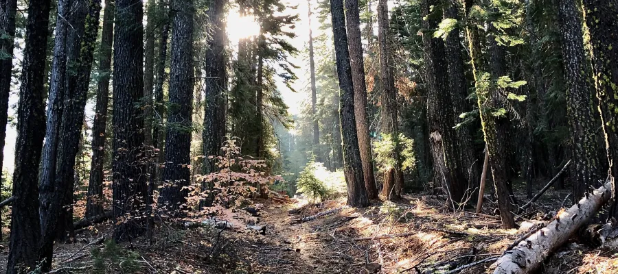 Sun filters through trees on the PCT