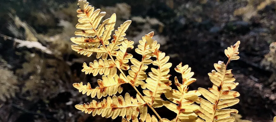 A fern leave that has turned yellow