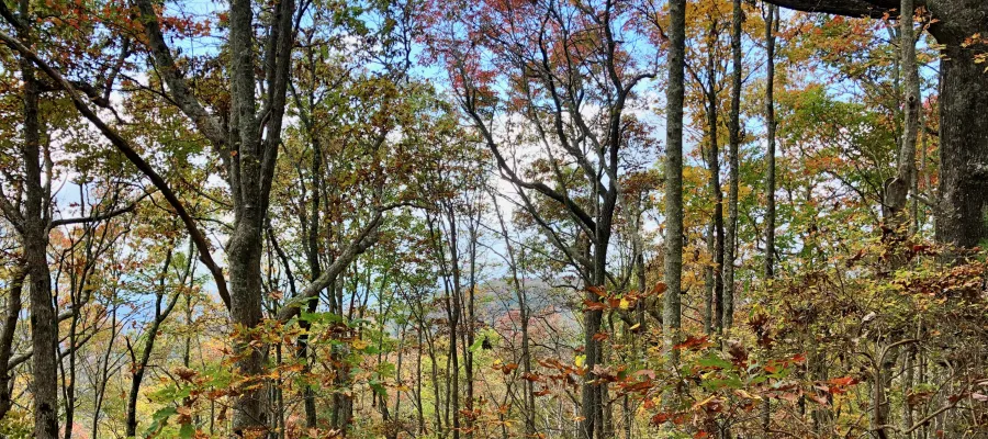 Blue sky and colorful leaves