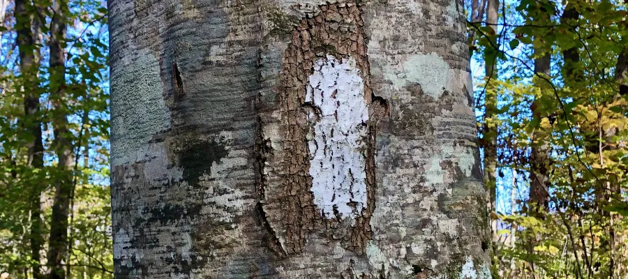 An Appalachian Trail white blaze