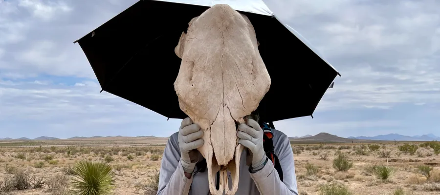 Zigzag holds a cow skull up to his head