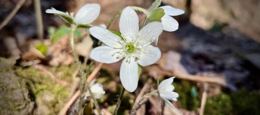 A wildflower