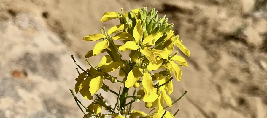 Western wallflower