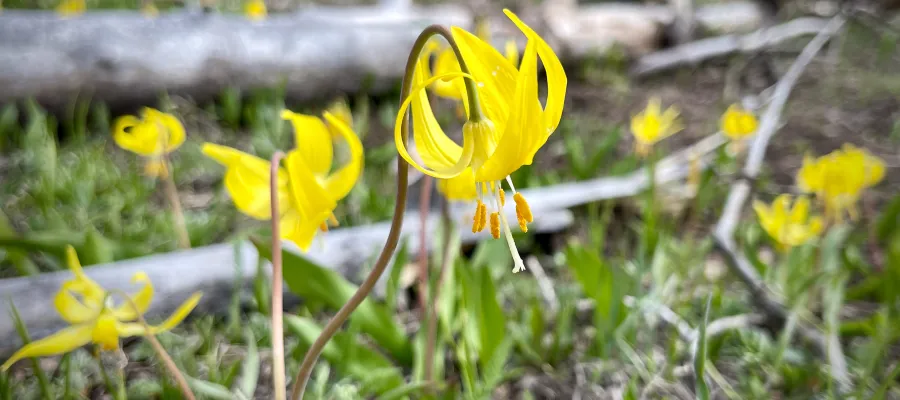 Glacier lily