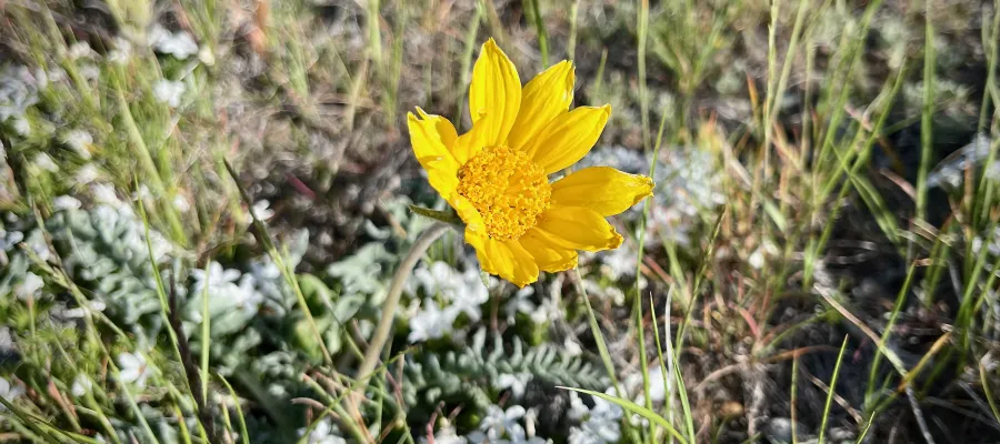 A yellow wildflower