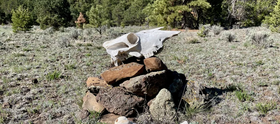A skull sitting on a stack of rocks