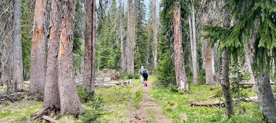 Top O' and Old Timer walking in tall trees