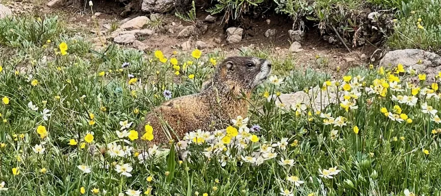 A marmot near Hope Pass