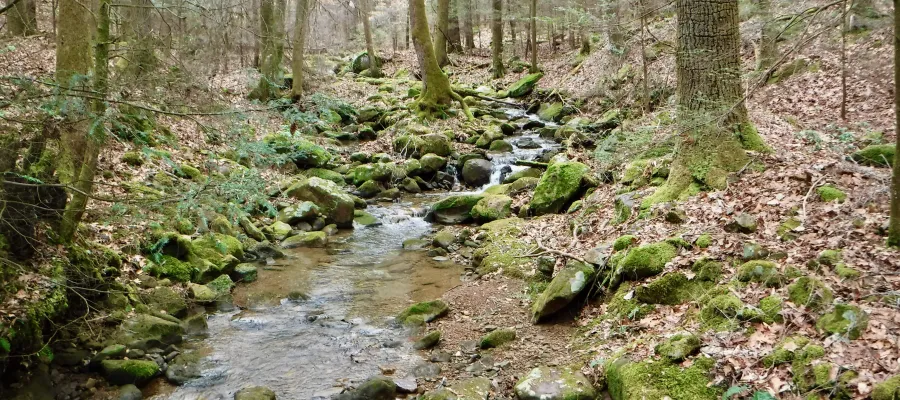 Stream feeding into Judge Branch